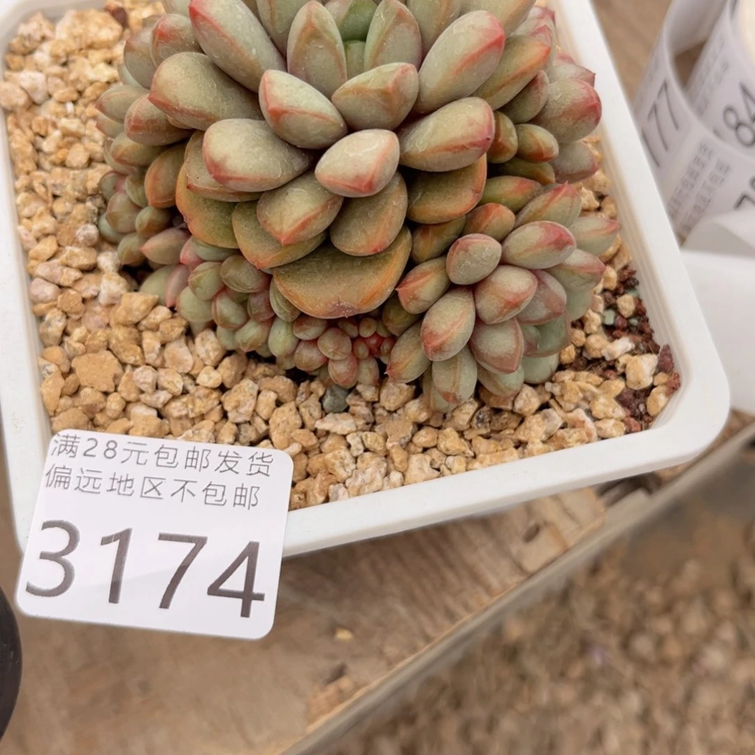 ❤️**大3174gu h j j j