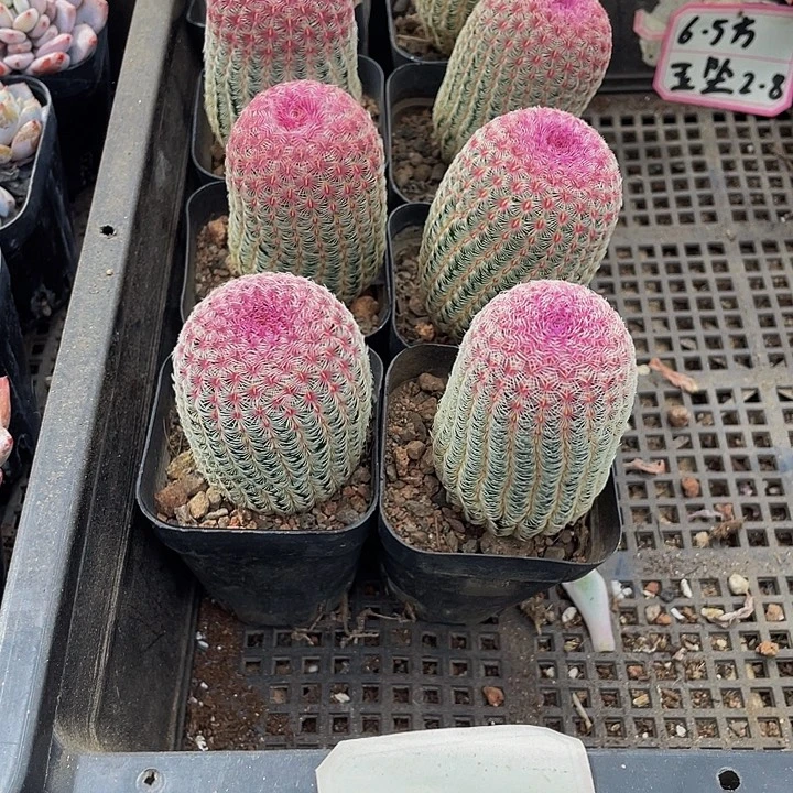 红太阳带盆土发货