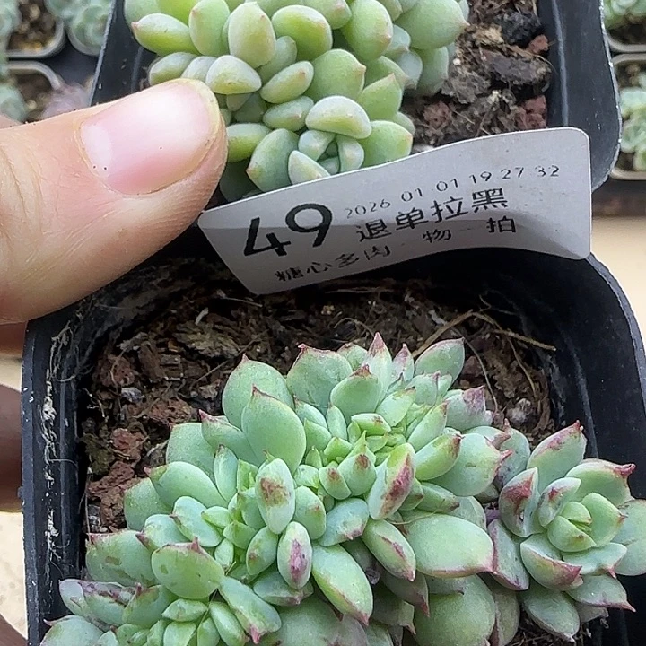 糖心多肉一物一拍49号