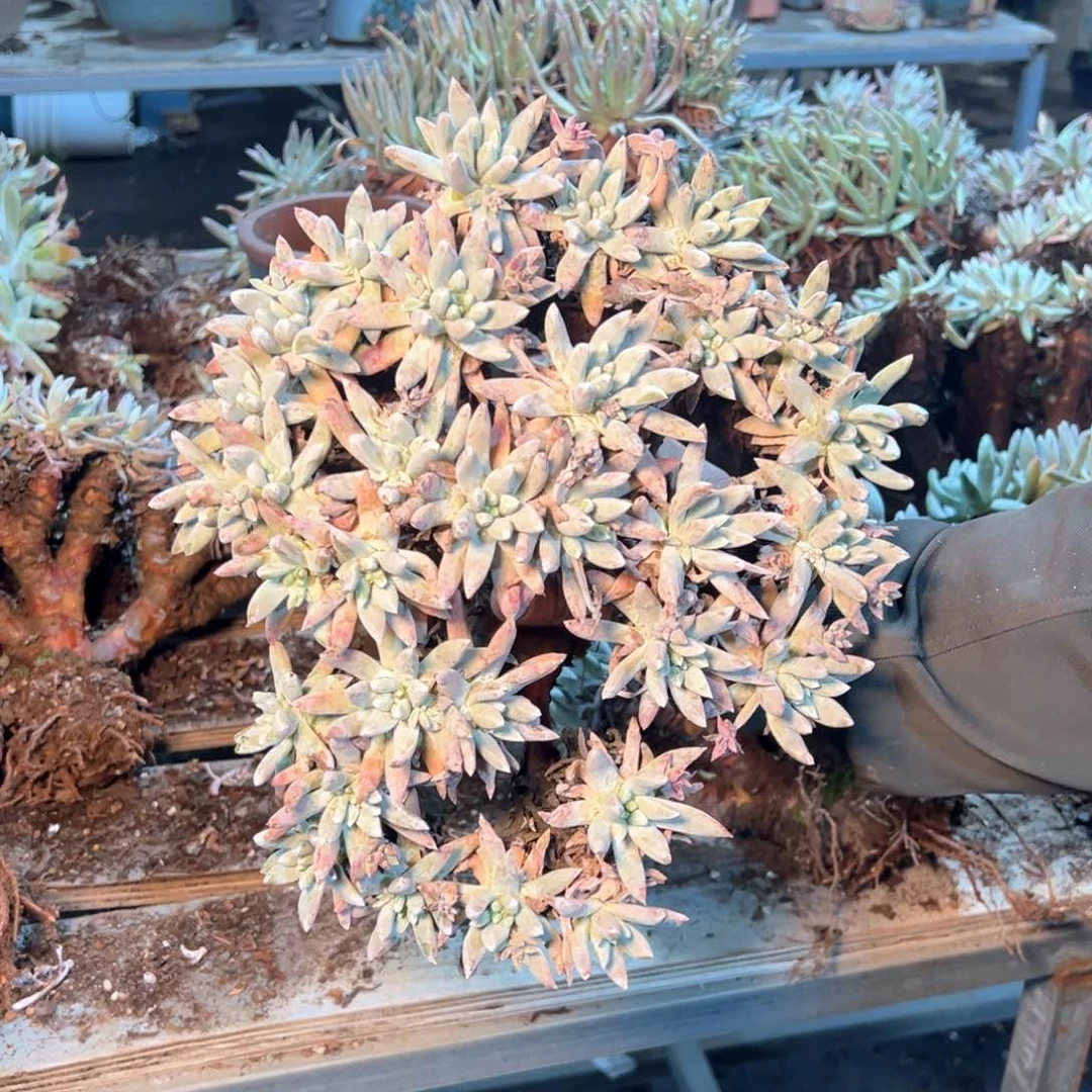 7843哈哈哈哈哈哈哈哈