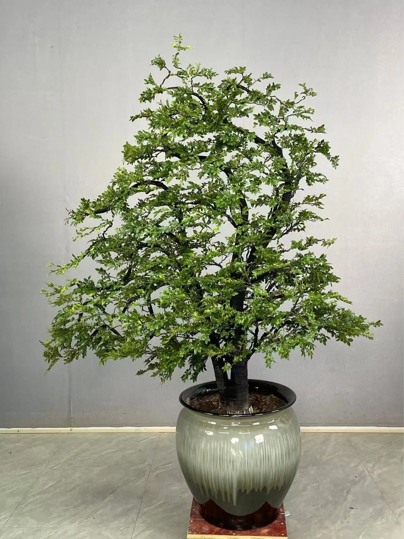 黑骨茶广东小叶紫檀客厅办公室庭院高端观叶植物造型盆栽绿植