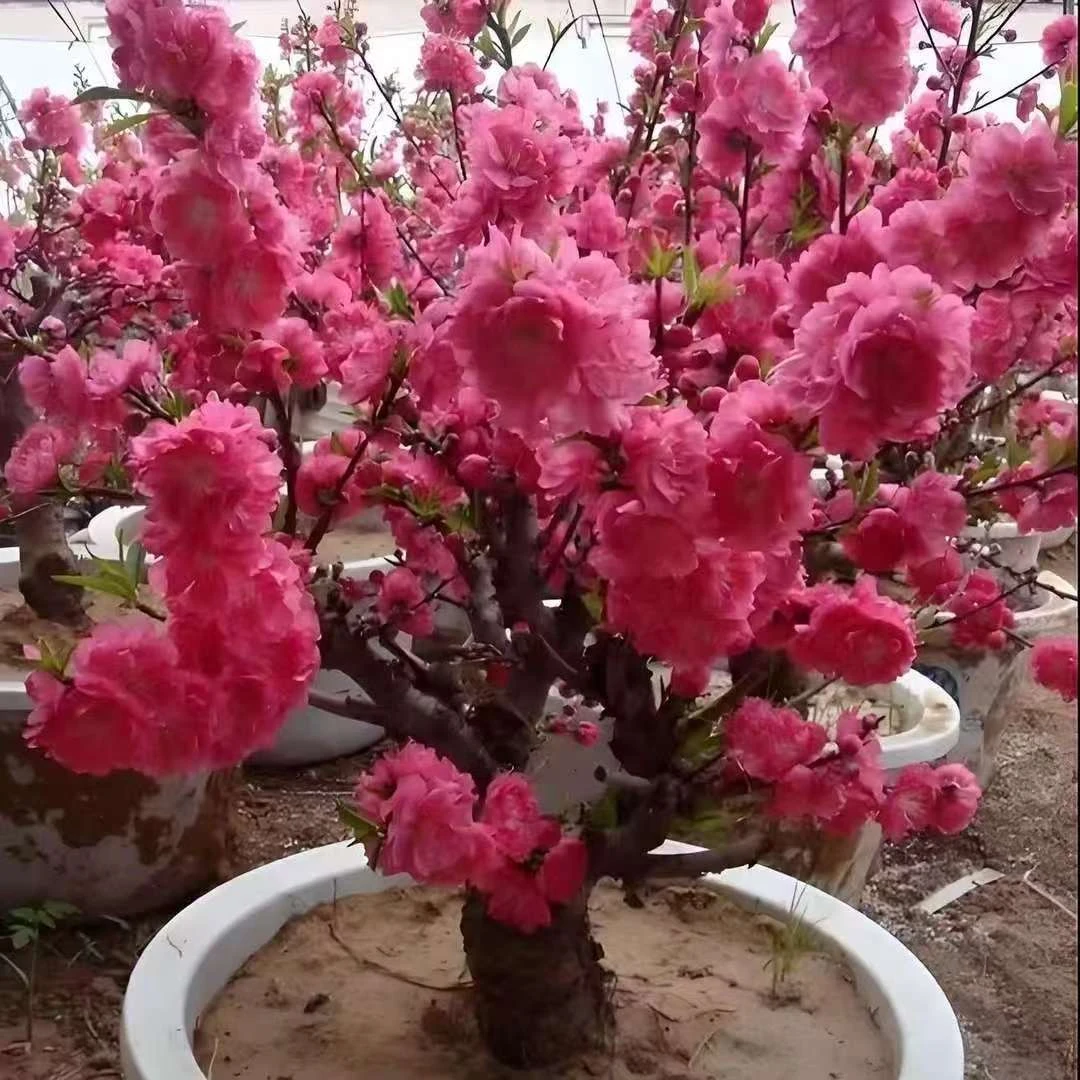 【大花】丰厚梅花带花苞花芽耐寒耐寒耐高温