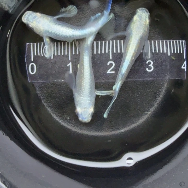 青鳉鱼短体天使23号