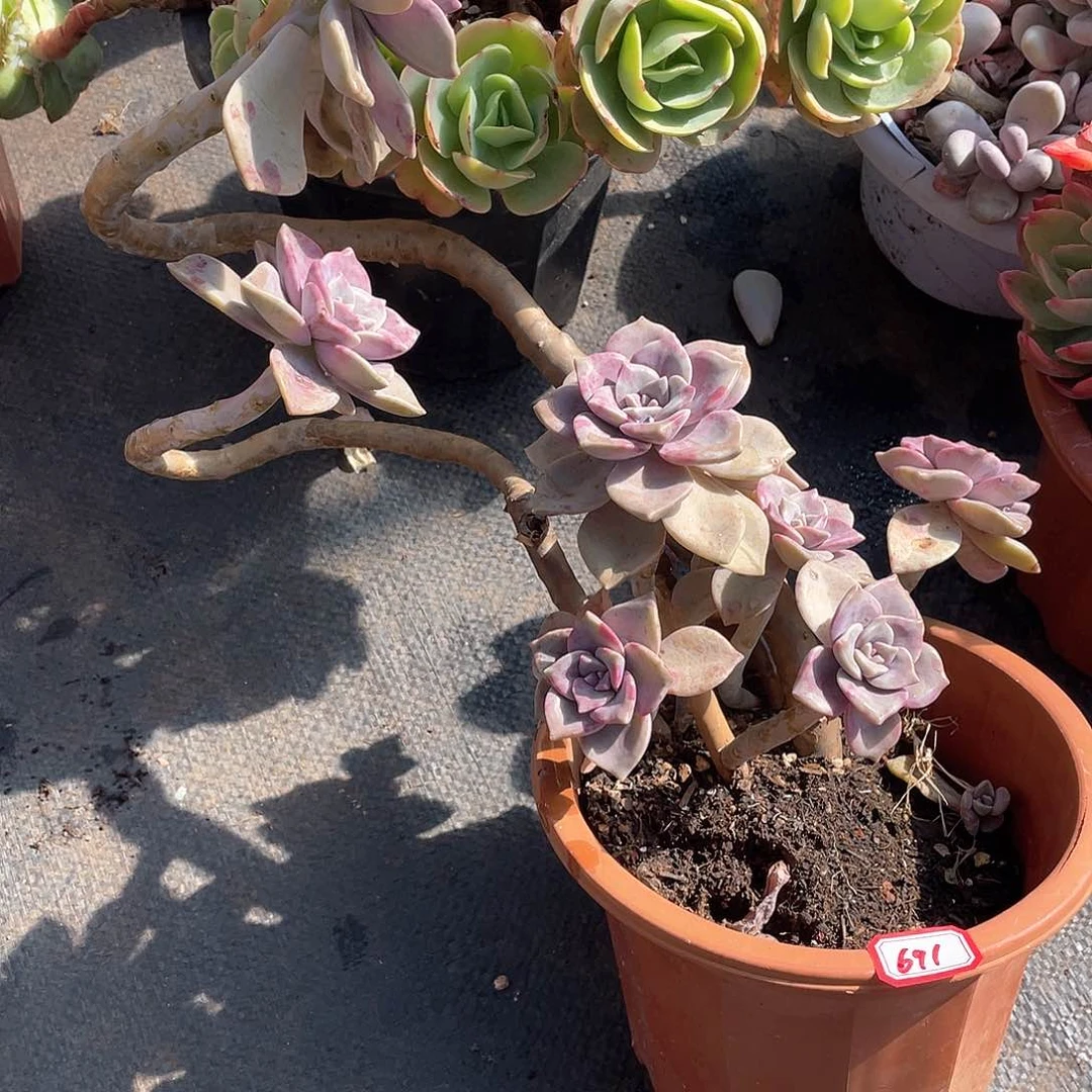 691紫乐一物一拍多肉