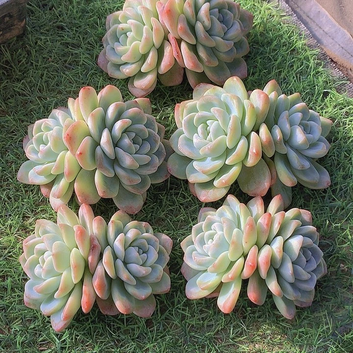 一物一拍，福利大双头粗腿冰玉5颗