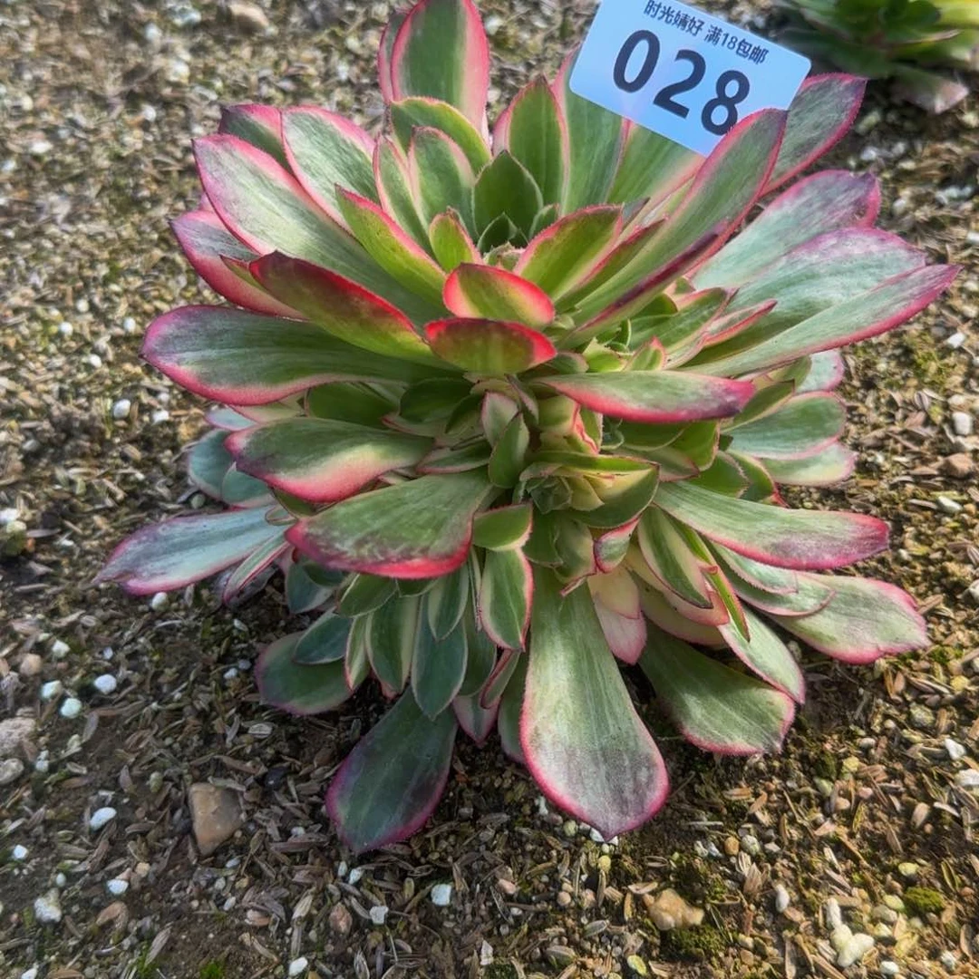 028黑魔锦。多肉植物