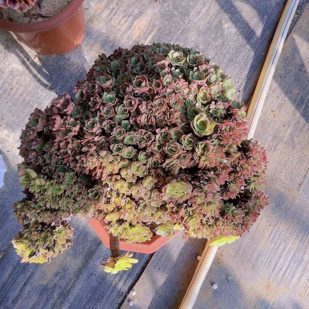 【闪购商品】无花朵万朵朵