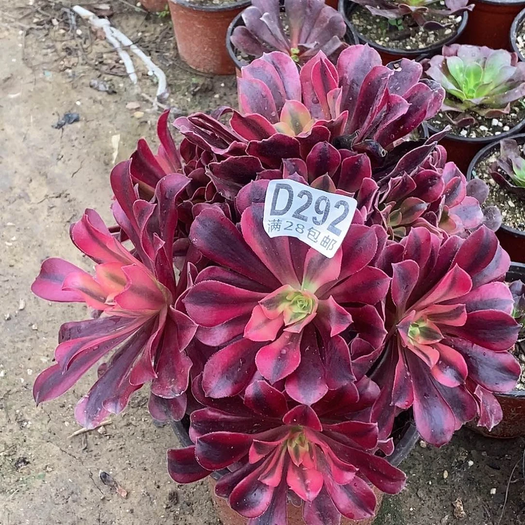 292 多肉植物不包断枝