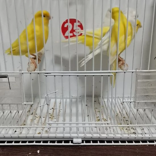 用***9虎皮鹦鹉白小格一对一顶一平