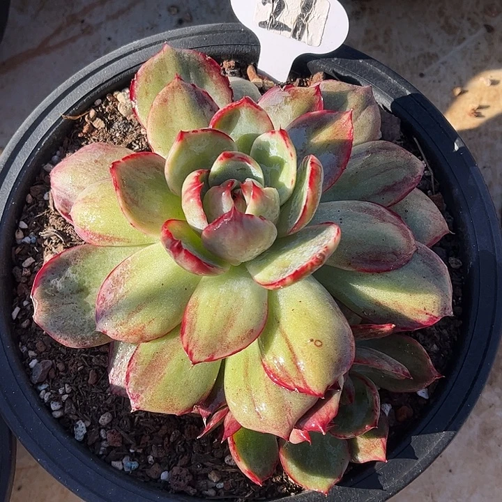 惊鸿仙子一物一拍，17厘米左右