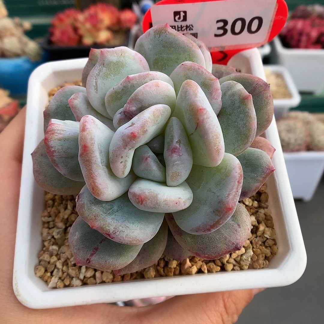 300梦露石化多肉植物