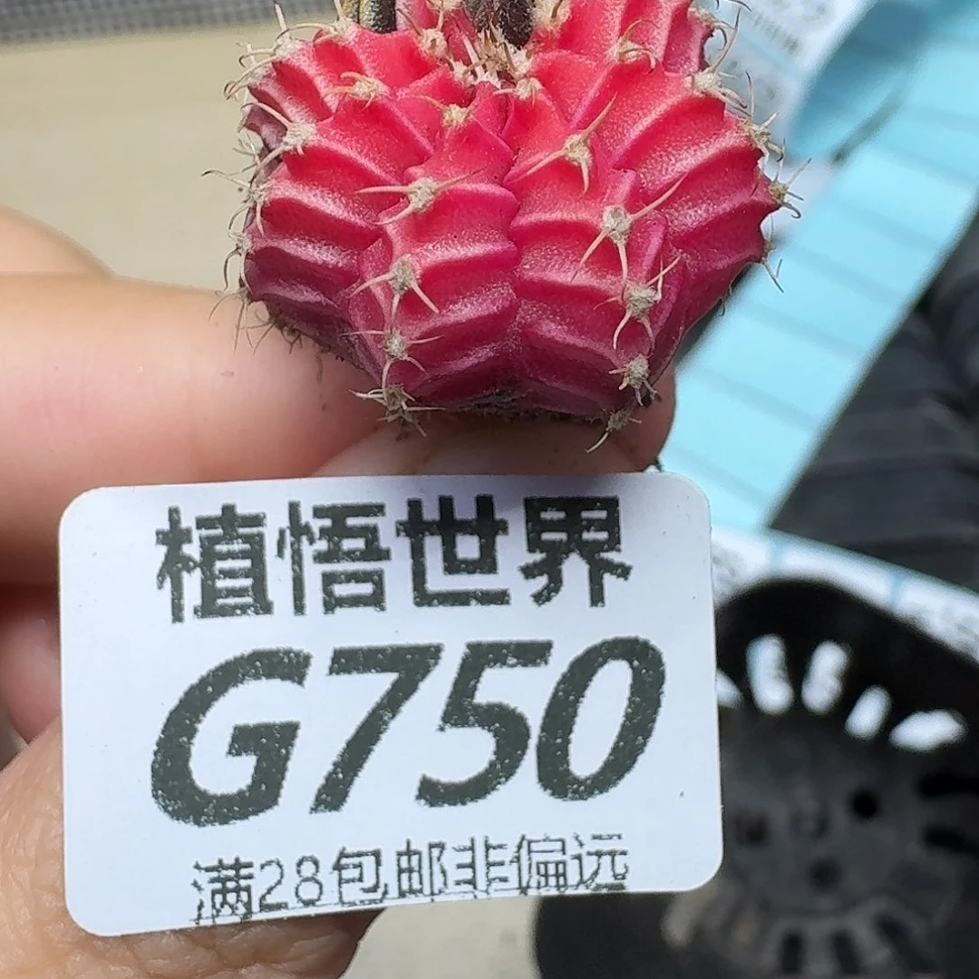 多肉植物的润泽fgh