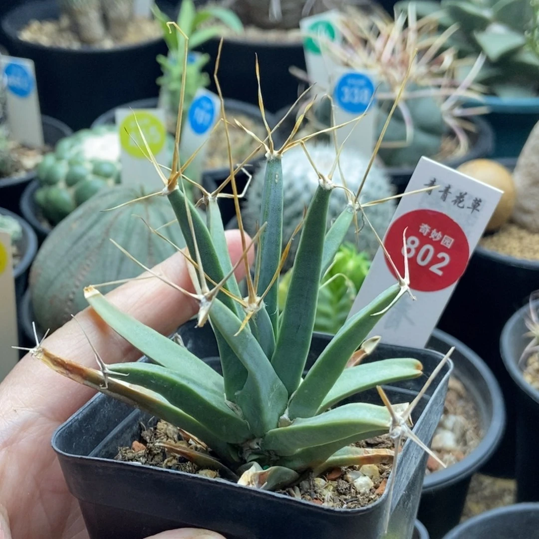 实生老光山一棵仙人球