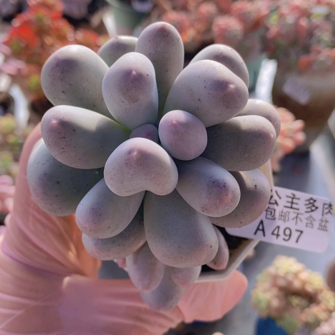 米可6cm497多肉植物