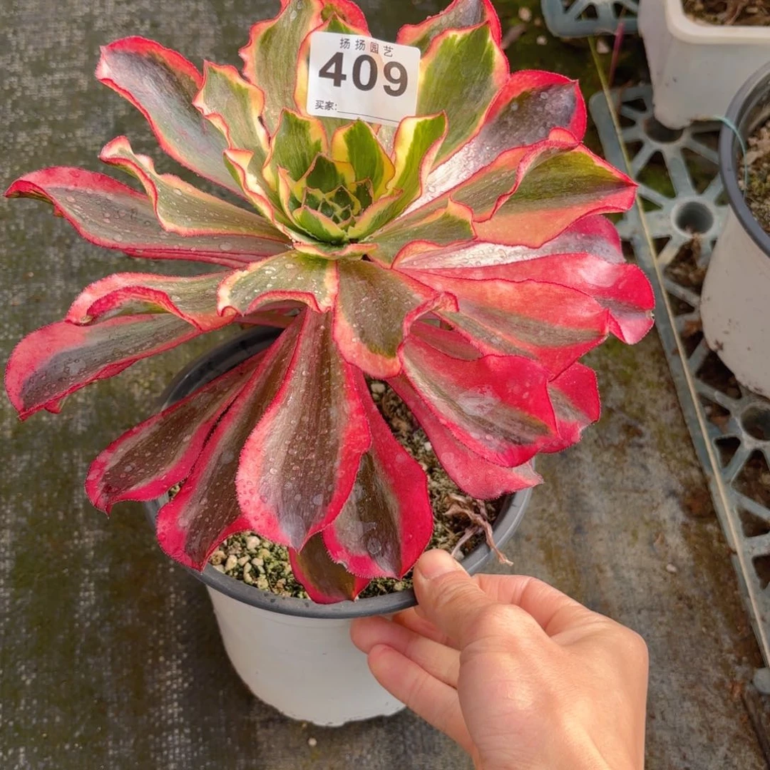 12345  409多肉法师