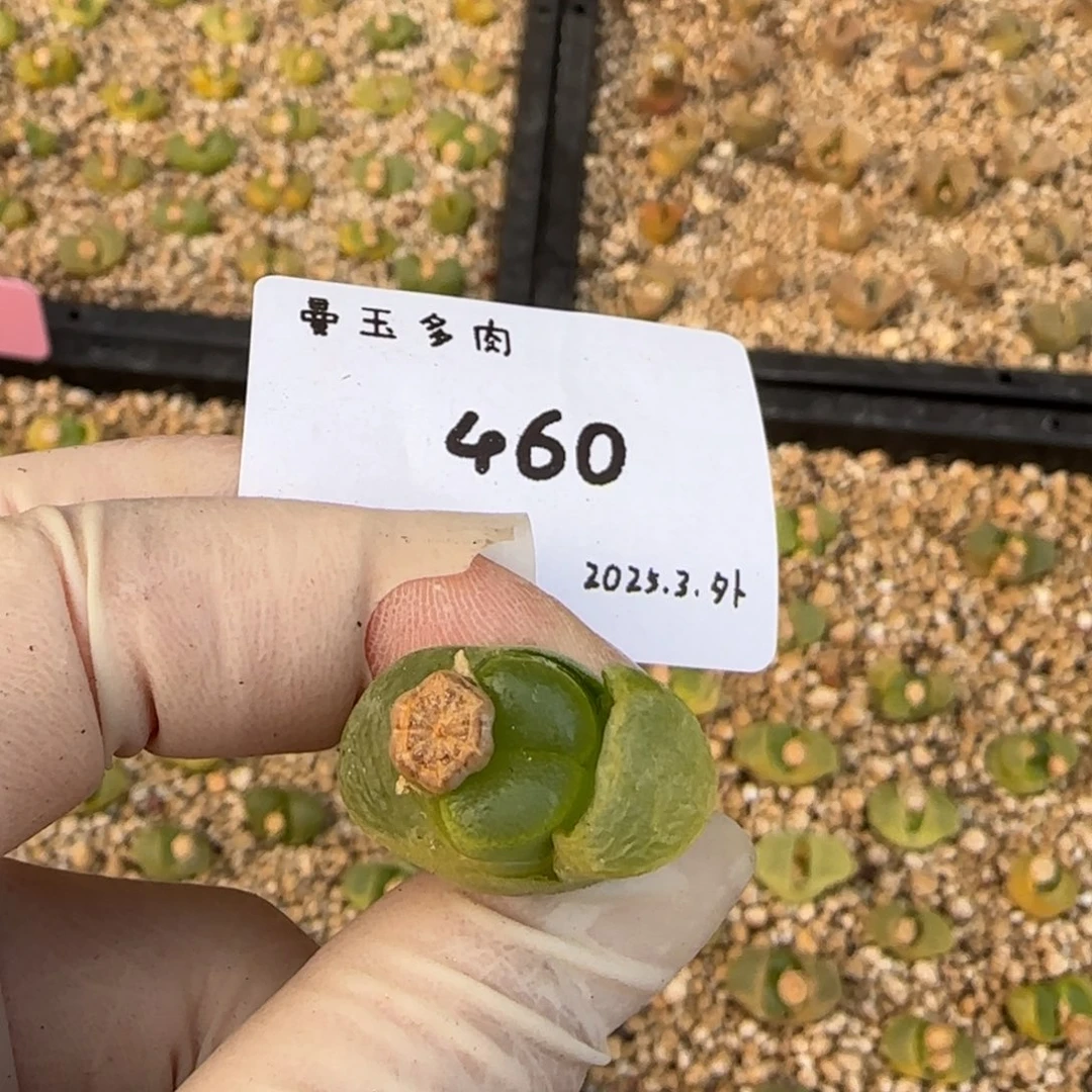 薇*多肉多肉多肉460