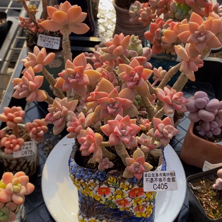淡雪老桩不包整有砍16cm405多肉植物
