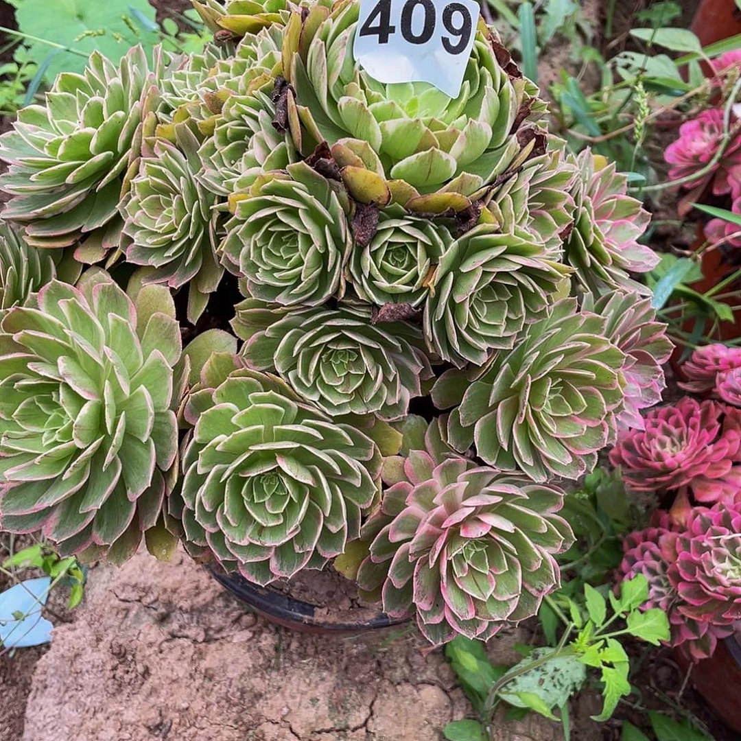 悠***然多肉法师409号莲花座发货不包损
