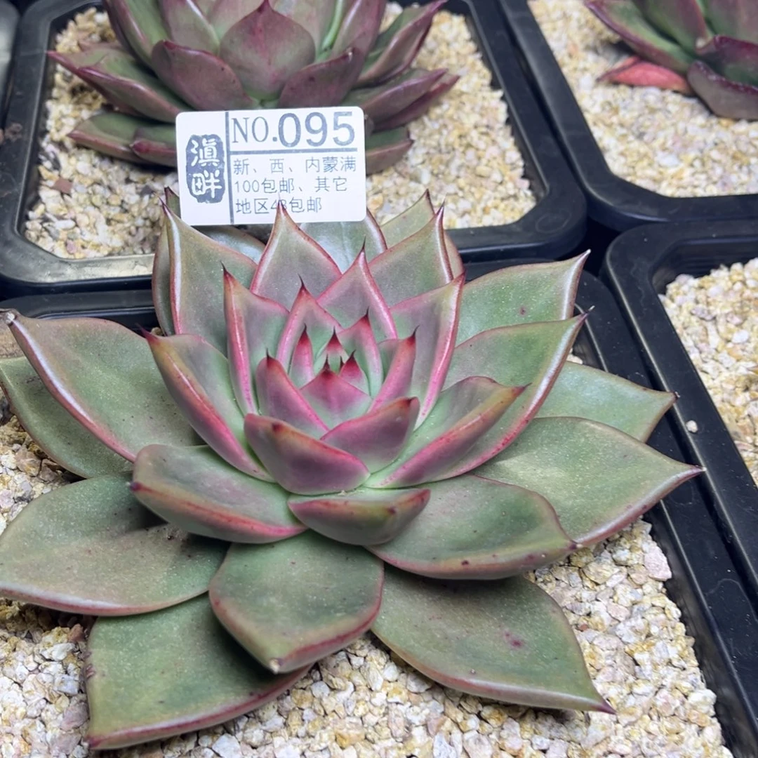 095………………………………巴松