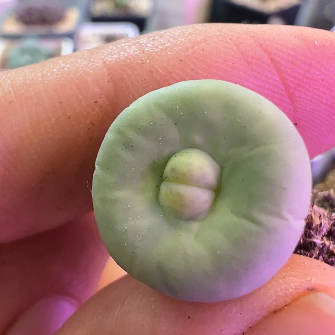 ¿***¿专拍专拍 肉锥植物