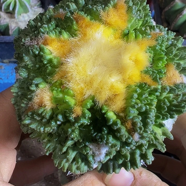 割尤龟甲201仙人球开花