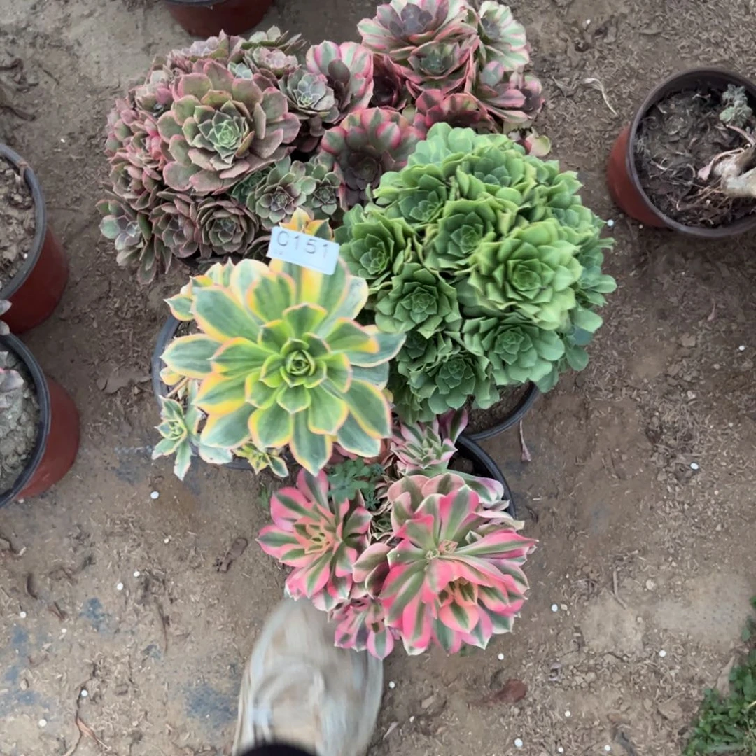 151五颗组合多肉植物法师