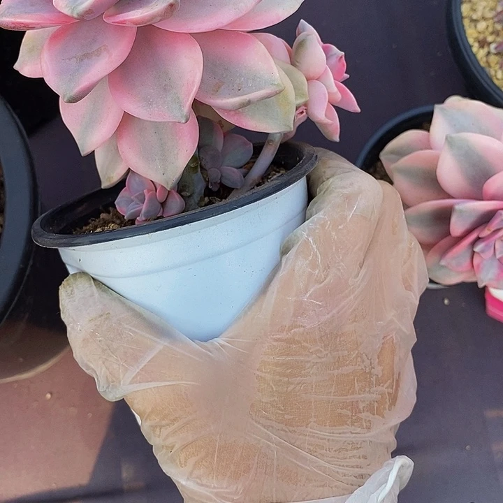 138紫乐锦肉肉肉肉肉肉