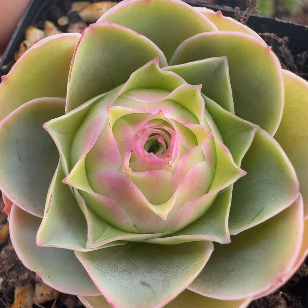 L538半城玫瑰紫月不含盆土