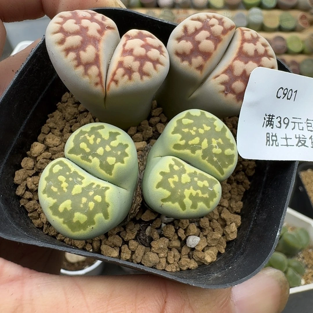 901红窗腿有点高哈哈哈哈哈哈
