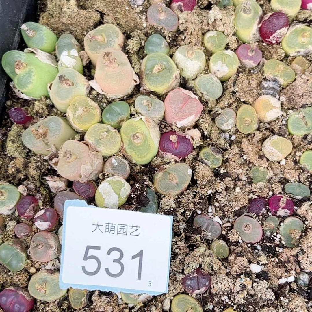 0000531量拍毛汉尼25颗