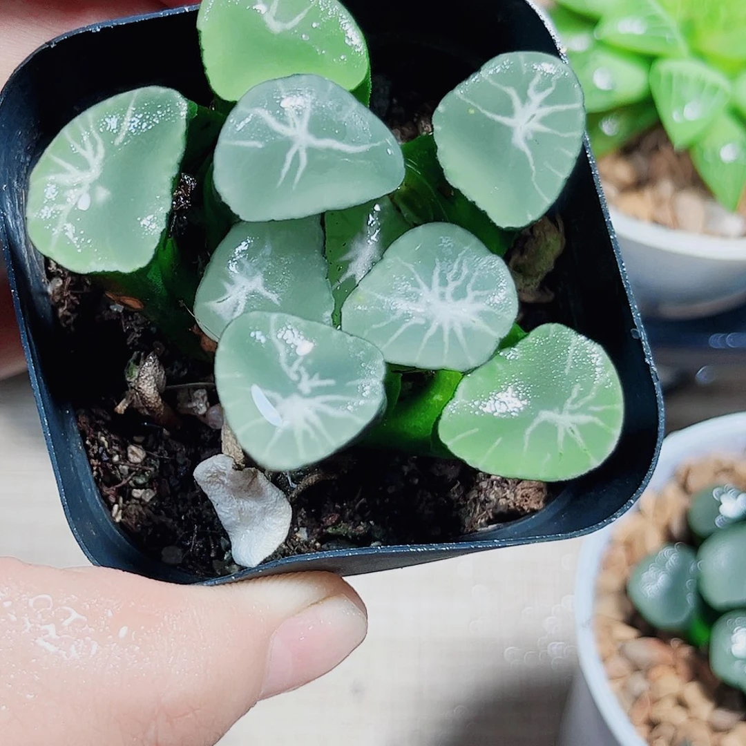 星万象多肉植物66666