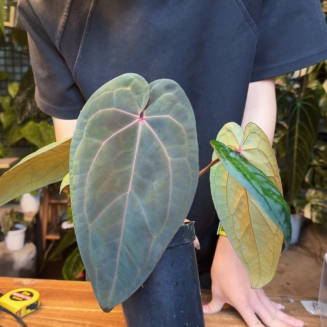 完全开放Z125红水晶杂黑凤凰