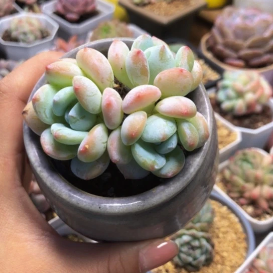 精控冷香三头多肉