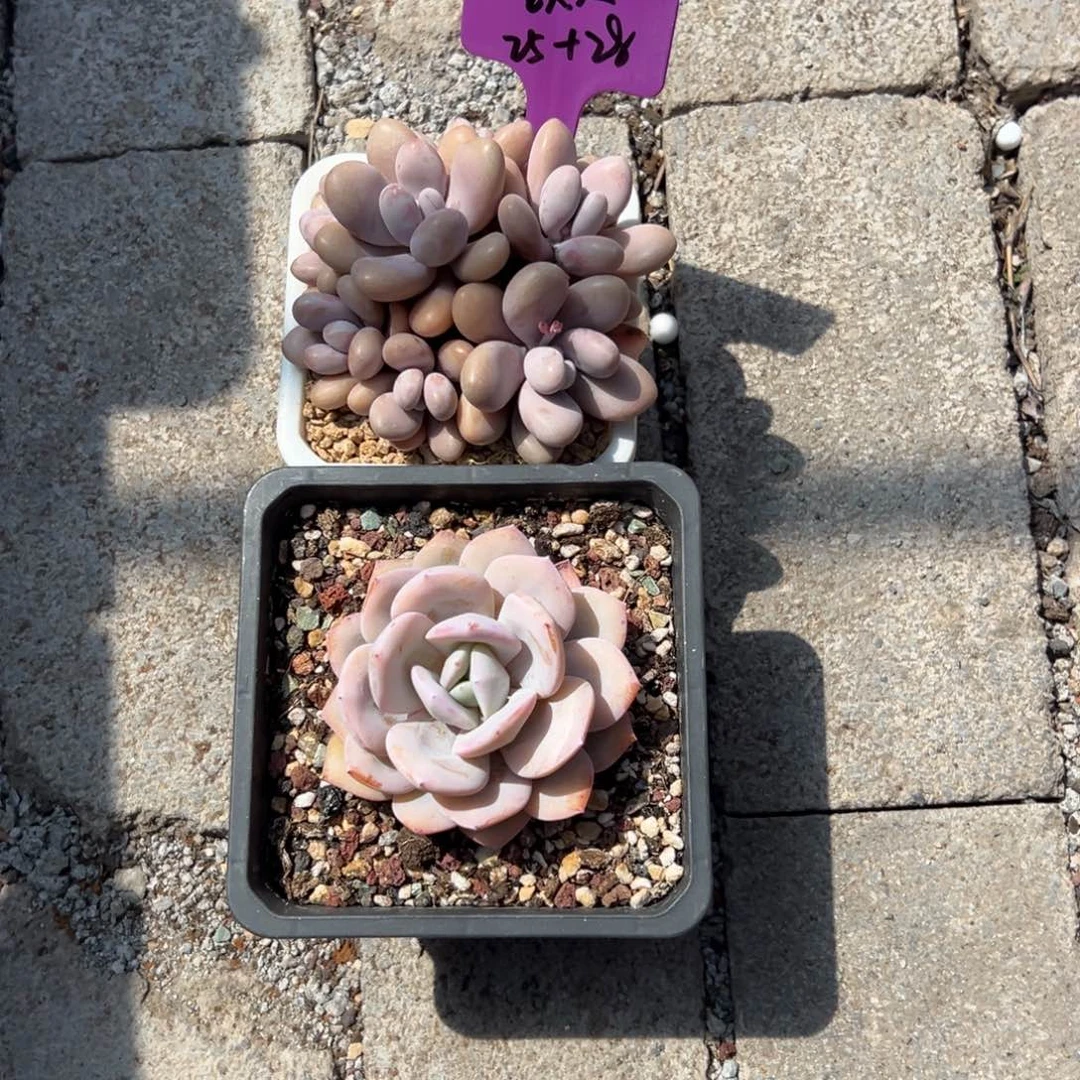 王*大11111111111111111