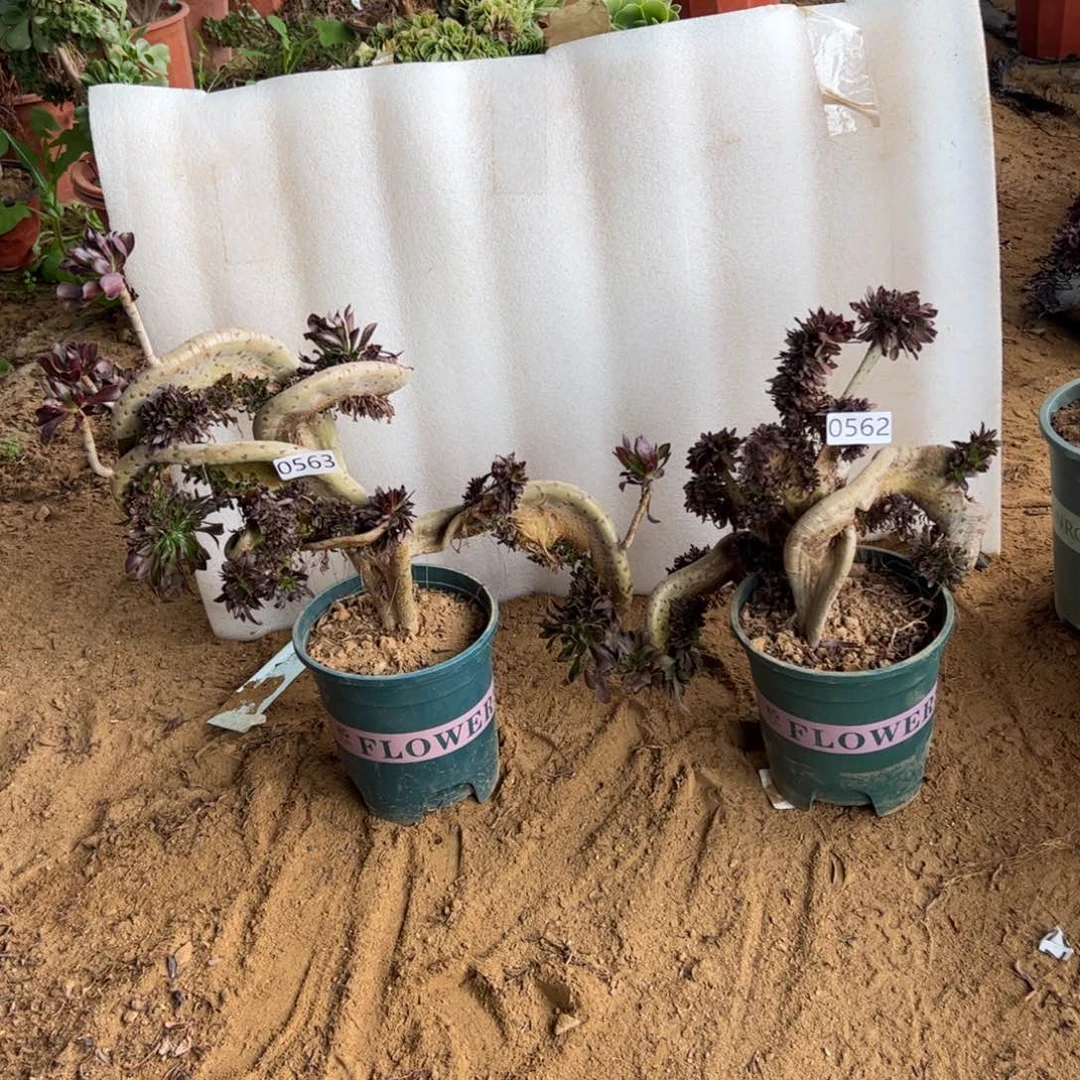 伤多妖翅膀562.563