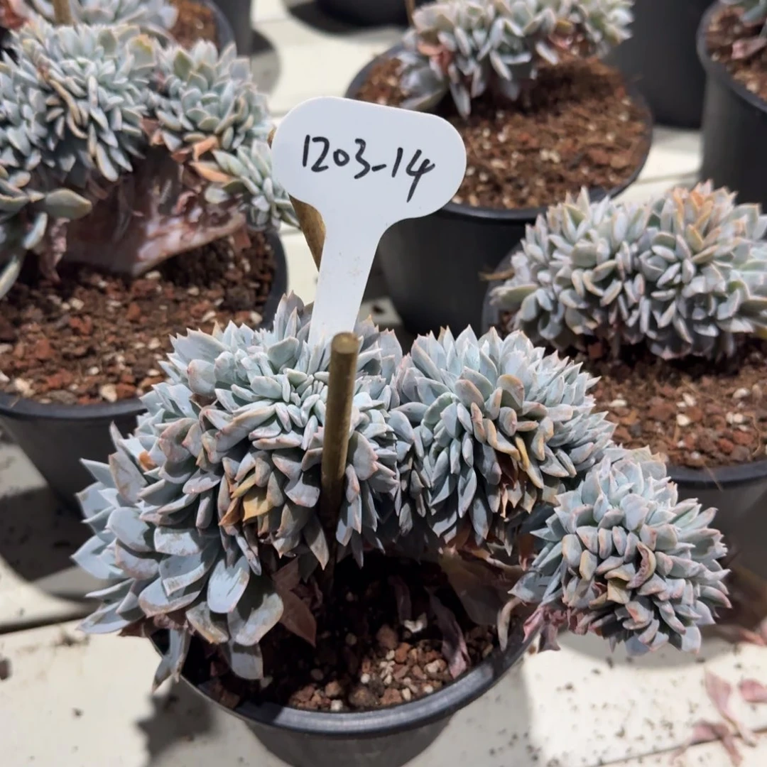 1***01203-14白茶缀化脱土发货