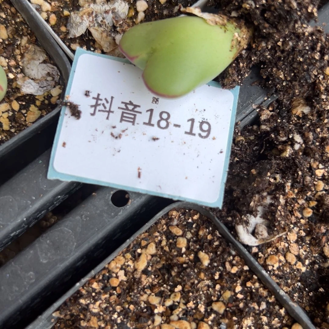 18-19量拍巨将一颗