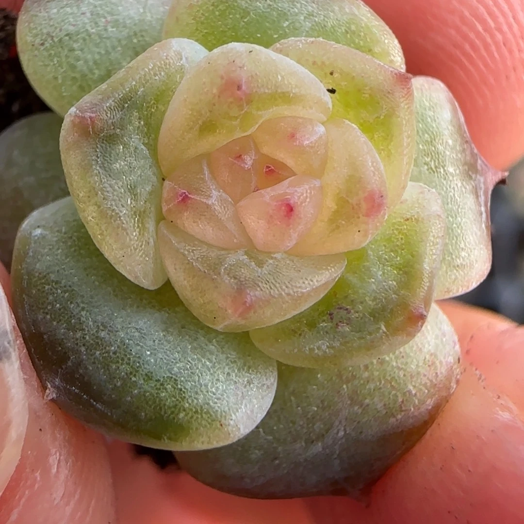 冰透心绝绝子多肉一颗