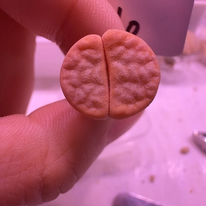 10号，优选生石花荒玉一颗，一物一拍