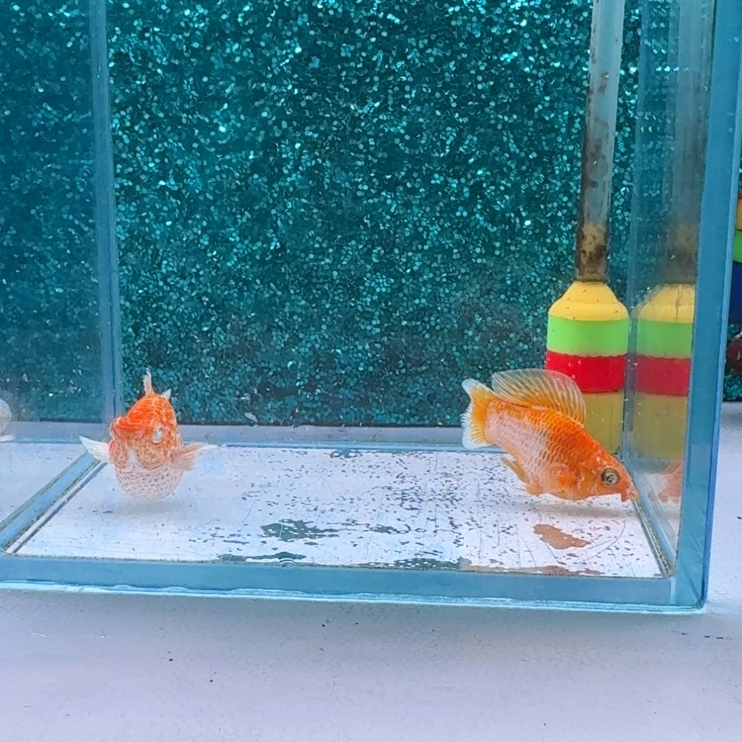 黑玛丽鱼224号玛丽2条