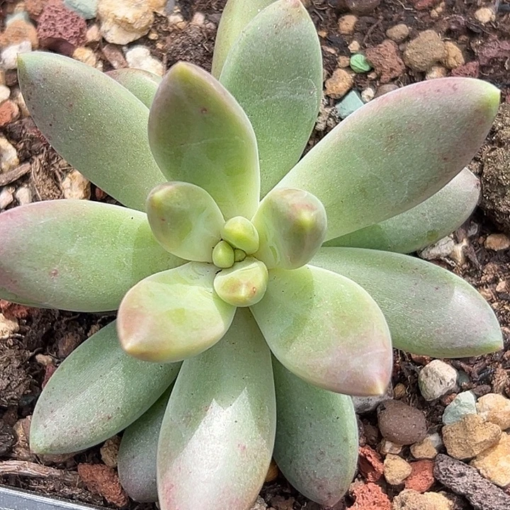 橙色奇迹美人一物一拍