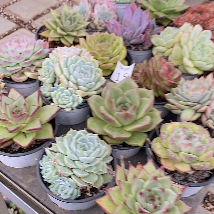 15 多肉植物盆栽花卉