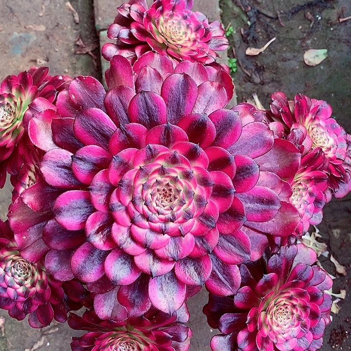 美姬老桩啊啊啊啊啊啊