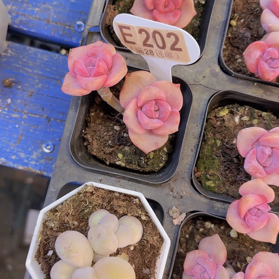 E202彩虹糖一物一拍