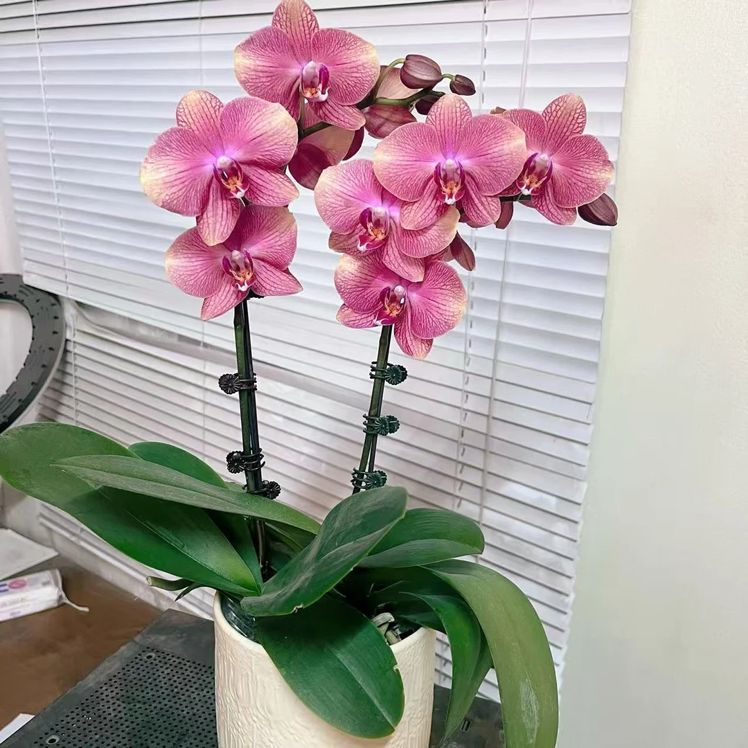 蝴蝶兰（三文鱼）年宵花名贵品种花多好养耐养2-2