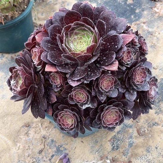 多肉植物黑魔法师112