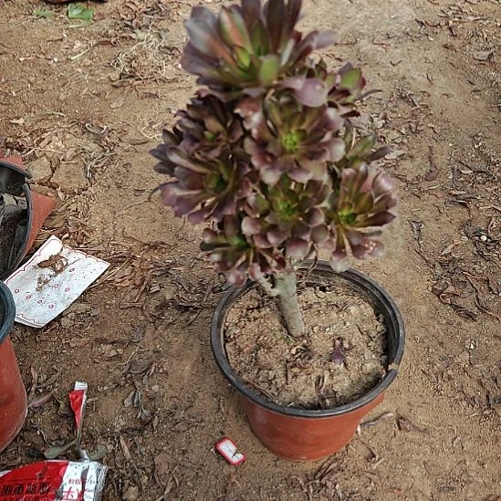 黑法师中班法师30