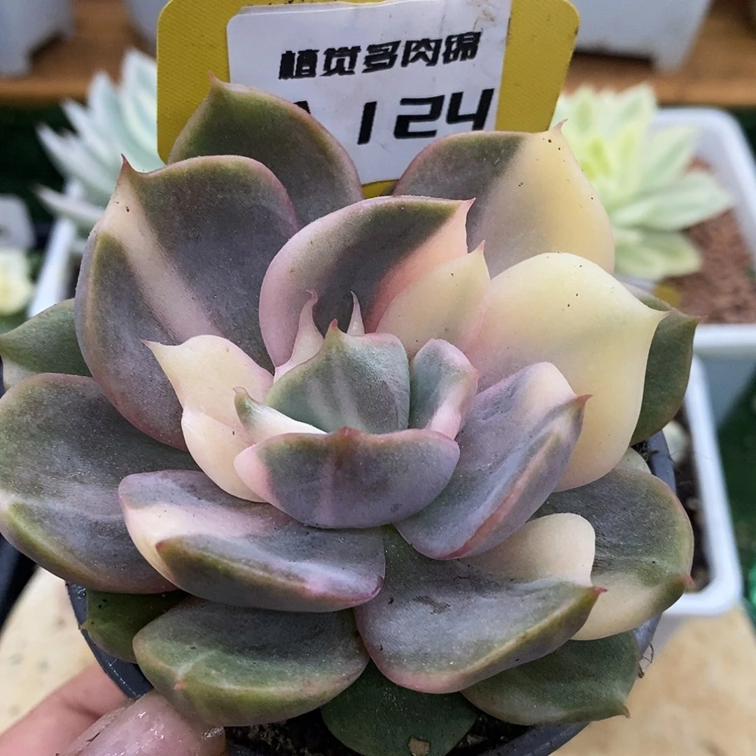 124全拉丝贝加尔湖哈哈哈