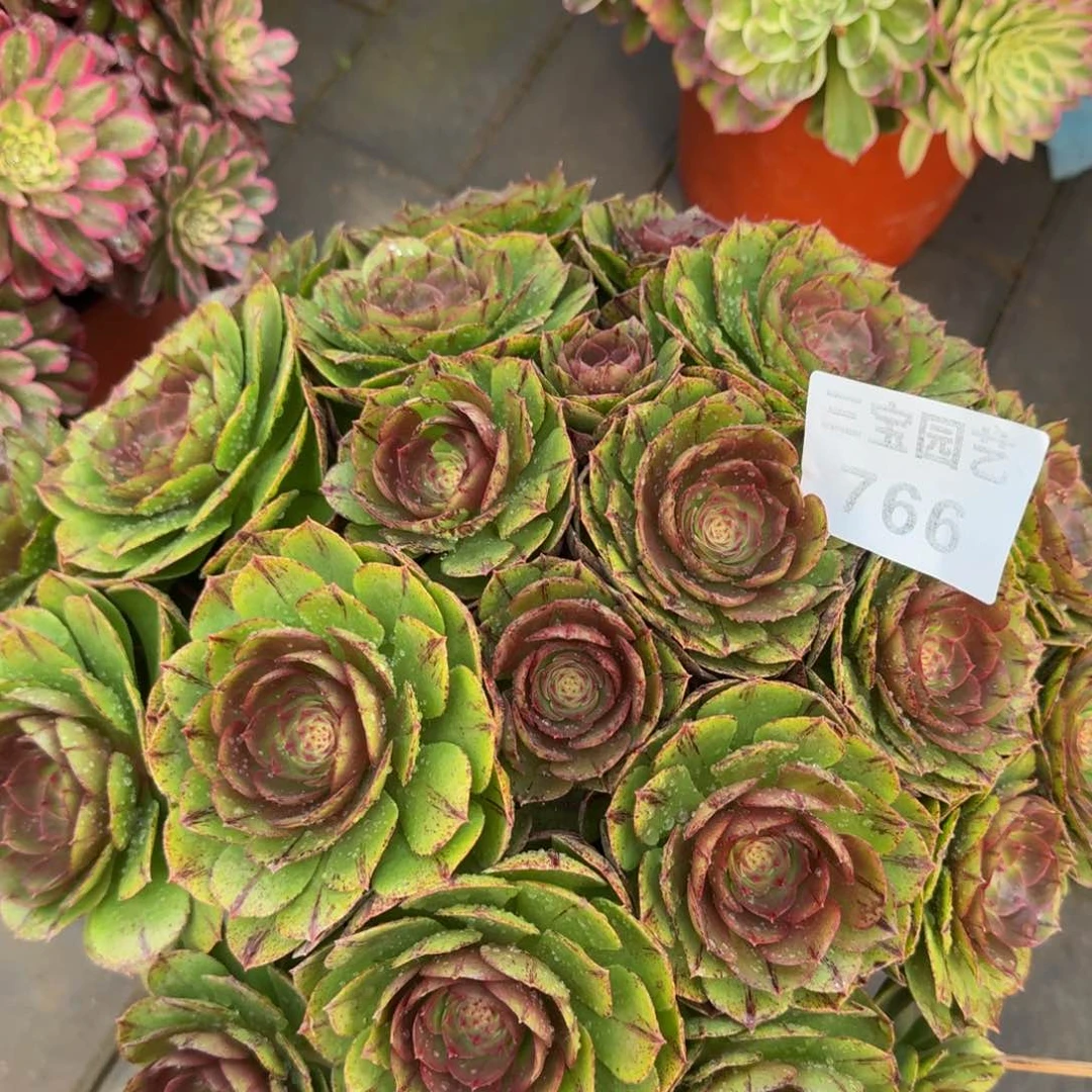 s****余多肉植物766万拉丝