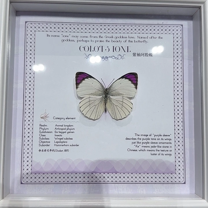 千***.紫袖可粉蝶蝴蝶标本